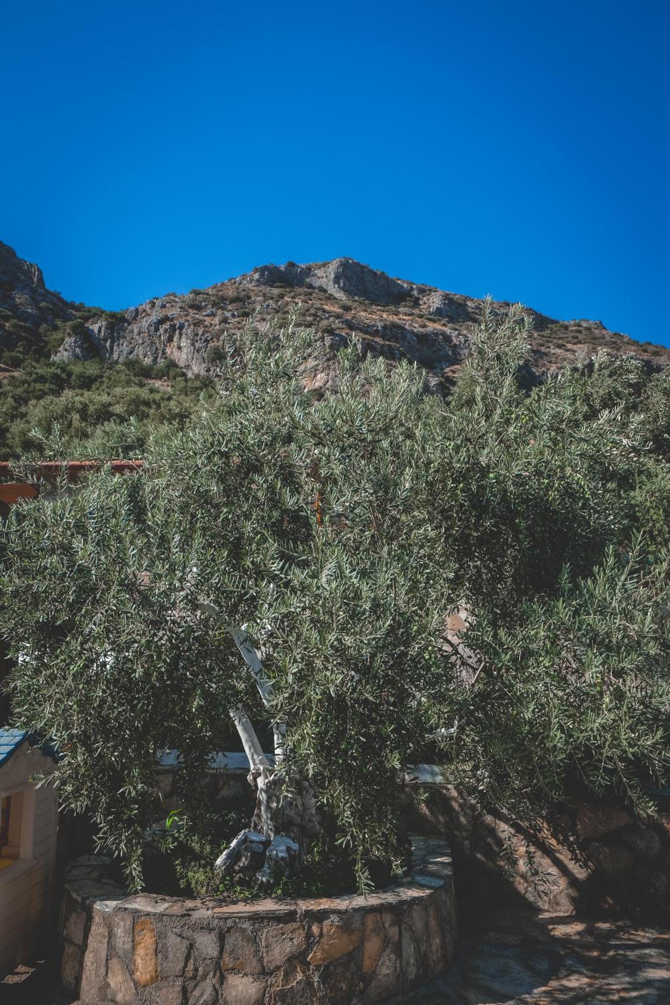 Natureland Efes Pension Selçuk Exterior foto
