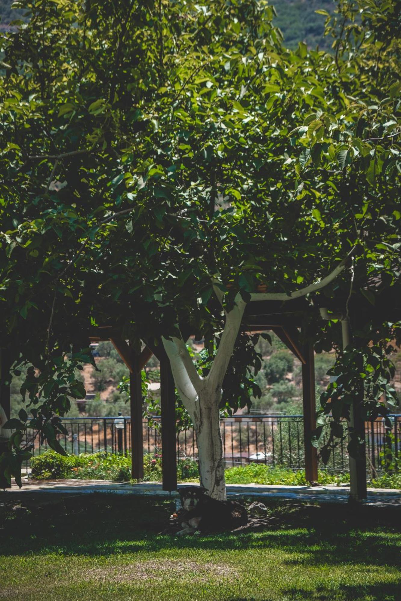 Natureland Efes Pension Selçuk Exterior foto
